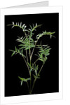Bambusa multiplex 'Fernleaf' (bamboo) by Anonymous