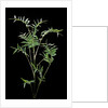 Bambusa multiplex 'Fernleaf' (bamboo) by Anonymous