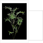 Bambusa multiplex 'Fernleaf' (bamboo) by Anonymous