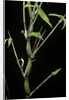 Bambusa ventricosa (Buddha's-belly bamboo) by Anonymous