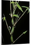 Bambusa ventricosa (Buddha's-belly bamboo) by Anonymous
