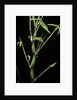 Bambusa ventricosa (Buddha's-belly bamboo) by Anonymous