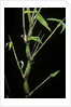 Bambusa ventricosa (Buddha's-belly bamboo) by Anonymous