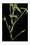 Bambusa ventricosa (Buddha's-belly bamboo) by Anonymous