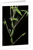 Bambusa ventricosa (Buddha's-belly bamboo) by Anonymous