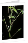 Bambusa ventricosa (Buddha's-belly bamboo) by Anonymous