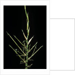 Bambusa ventricosa (Buddha's-belly bamboo) - young culm by Anonymous