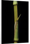 Bambusa vulgaris 'Vittata' (painted bamboo) by Anonymous