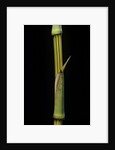 Bambusa vulgaris 'Vittata' (painted bamboo) by Anonymous