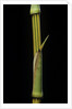 Bambusa vulgaris 'Vittata' (painted bamboo) by Anonymous