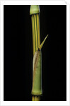 Bambusa vulgaris 'Vittata' (painted bamboo) by Anonymous