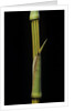 Bambusa vulgaris 'Vittata' (painted bamboo) by Anonymous