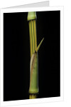Bambusa vulgaris 'Vittata' (painted bamboo) by Anonymous