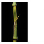 Bambusa vulgaris 'Vittata' (painted bamboo) by Anonymous