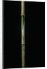 Chimonobambusa marmorea (marble bamboo) - young culm by Anonymous