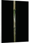 Chimonobambusa marmorea (marble bamboo) - young culm by Anonymous