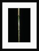 Chimonobambusa marmorea (marble bamboo) - young culm by Anonymous