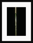 Chimonobambusa marmorea (marble bamboo) - young culm by Anonymous