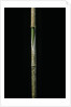 Chimonobambusa marmorea (marble bamboo) - young culm by Anonymous