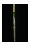 Chimonobambusa marmorea (marble bamboo) - young culm by Anonymous