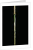 Chimonobambusa marmorea (marble bamboo) - young culm by Anonymous