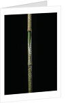 Chimonobambusa marmorea (marble bamboo) - young culm by Anonymous