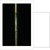 Chimonobambusa marmorea (marble bamboo) - young culm by Anonymous