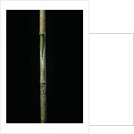 Chimonobambusa marmorea (marble bamboo) - young culm by Anonymous