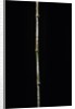 Chimonobambusa marmorea (marble bamboo) by Anonymous
