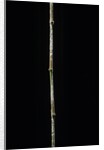 Chimonobambusa marmorea (marble bamboo) by Anonymous