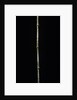 Chimonobambusa marmorea (marble bamboo) by Anonymous