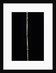 Chimonobambusa marmorea (marble bamboo) by Anonymous