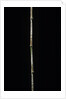 Chimonobambusa marmorea (marble bamboo) by Anonymous
