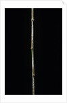 Chimonobambusa marmorea (marble bamboo) by Anonymous
