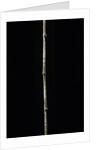 Chimonobambusa marmorea (marble bamboo) by Anonymous