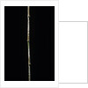 Chimonobambusa marmorea (marble bamboo) by Anonymous