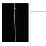 Chimonobambusa marmorea (marble bamboo) by Anonymous
