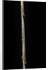 Chimonobambusa marmorea (marble bamboo) - young culm by Anonymous