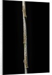 Chimonobambusa marmorea (marble bamboo) - young culm by Anonymous