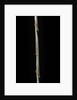 Chimonobambusa marmorea (marble bamboo) - young culm by Anonymous