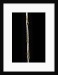 Chimonobambusa marmorea (marble bamboo) - young culm by Anonymous