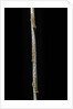Chimonobambusa marmorea (marble bamboo) - young culm by Anonymous