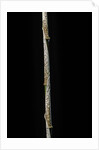 Chimonobambusa marmorea (marble bamboo) - young culm by Anonymous