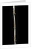 Chimonobambusa marmorea (marble bamboo) - young culm by Anonymous