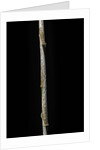 Chimonobambusa marmorea (marble bamboo) - young culm by Anonymous