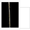 Chimonobambusa marmorea (marble bamboo) - young culm by Anonymous