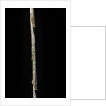 Chimonobambusa marmorea (marble bamboo) - young culm by Anonymous
