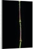 Chimonobambusa tumidissinoda (walking stick bamboo) by Anonymous