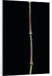 Chimonobambusa tumidissinoda (walking stick bamboo) by Anonymous