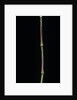 Chimonobambusa tumidissinoda (walking stick bamboo) by Anonymous